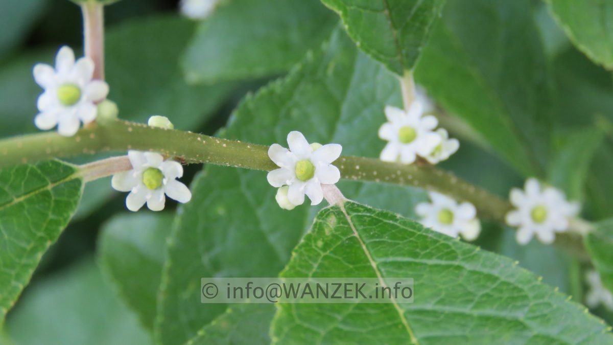 Ilex verticillata (female) Weiblich 06.JPG